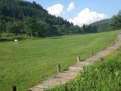 -武陵山森林公园
