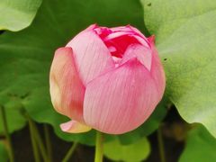 -陈家山荷花公园