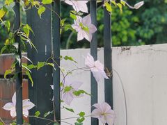 -素咫咖啡CLIFEROSE