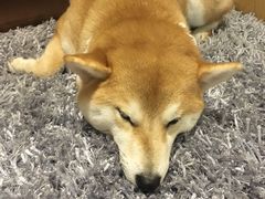 -柴务处·柴犬主题狗咖