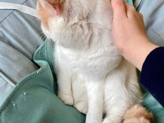 -猫在这儿猫咪咖啡馆·撸猫馆