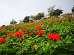 -松山湖梦幻百花洲