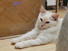 -屋虎猫馆(宝安大仟里店)