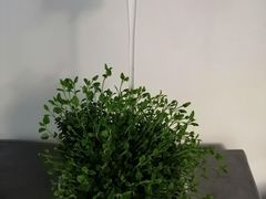 -杭州植物园