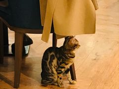 -猫小院猫主题餐厅(三里屯店)