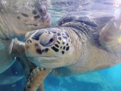 -烟台海昌鲸鲨海洋公园