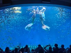 -合肥海洋世界