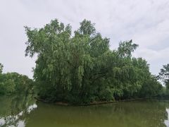 -大湾区中央湿地公园