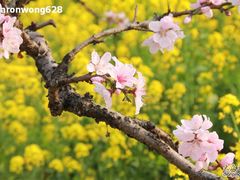 -南汇桃花村