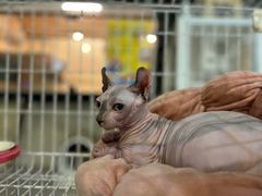 -平行世界·猫咖(首经贸店)
