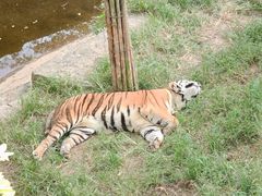 -大连森林动物园