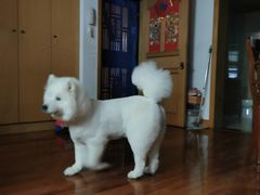 -PETKIT小佩宠物(古北店)