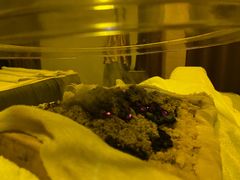 -大圣珍艾专业艾灸(万江0769店)