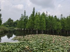 -白鹭湾湿地公园