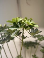 -侒悦缦月子中心·疗愈园区(龙岗店)