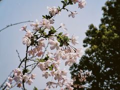 -武汉大学-樱园