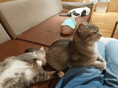 -MOCHA明星猫咖(田子坊店)