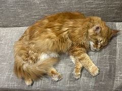 -藏猫猫咖啡主题馆(中央大道店)