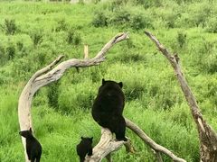 -黑瞎子岛探秘野熊园