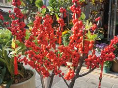 -溪岸路花鸟市场