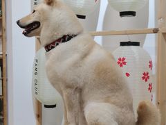 -柴迷FANS CLUB·柴犬狗咖·猫咖