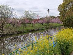 -南汇桃花村