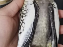 -瑞派·关忠动物医院·异宠专科·犬猫肿瘤·皮肤专科(望京店)