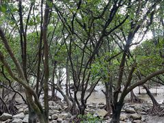 -宝安西湾红树林湿地公园