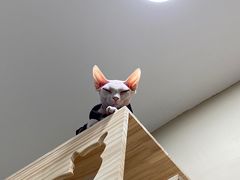-猫力发电所·宠物专门店
