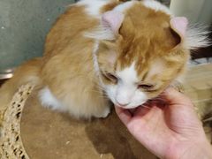 -momokira米努特·德文卷毛猫·棉花面纱犬