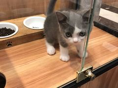 -袖虎·猫馆(体育西路店)