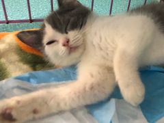 -柚子猫舍·精品猫舍购猫·猫咪认养·购宠·宠物店