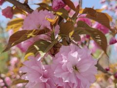 -长白岛森林公园