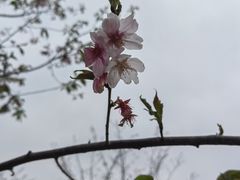 -顾村公园