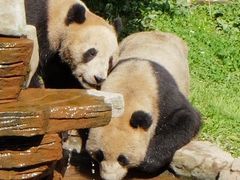 -中国大熊猫保护研究中心雅安碧峰峡基地