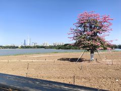 -海珠湖公园