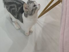 -糯米喵星人·撸猫猫舍咖啡馆(西市场嘉华店)