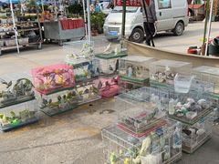 -中环花鸟鱼虫市场