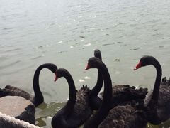 iphone_upload_pic-上海怡沁园度假酒店