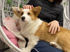 -浣熊柯尔鸭土拨鼠·电玩咖
