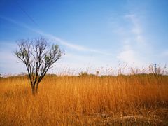 -野鸭湖国家湿地公园