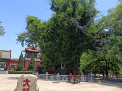 -大槐树寻根祭祖园