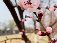 -三里河公园