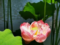 -陈家山荷花公园