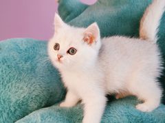 -十年猫舍·猫咪专门店(普陀店)