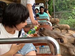 -清迈夜间动物园