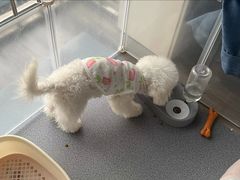 -米苏动物医院·犬猫专科·骨科外科内窥镜