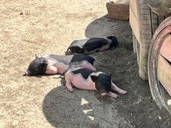 -成都松鼠部落