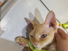 -COLOR PETS 撸猫馆·购猫·猫咖(长风大悦城店)