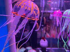 -花鸟鱼虫鲜花绿植市场(玉泉路店)